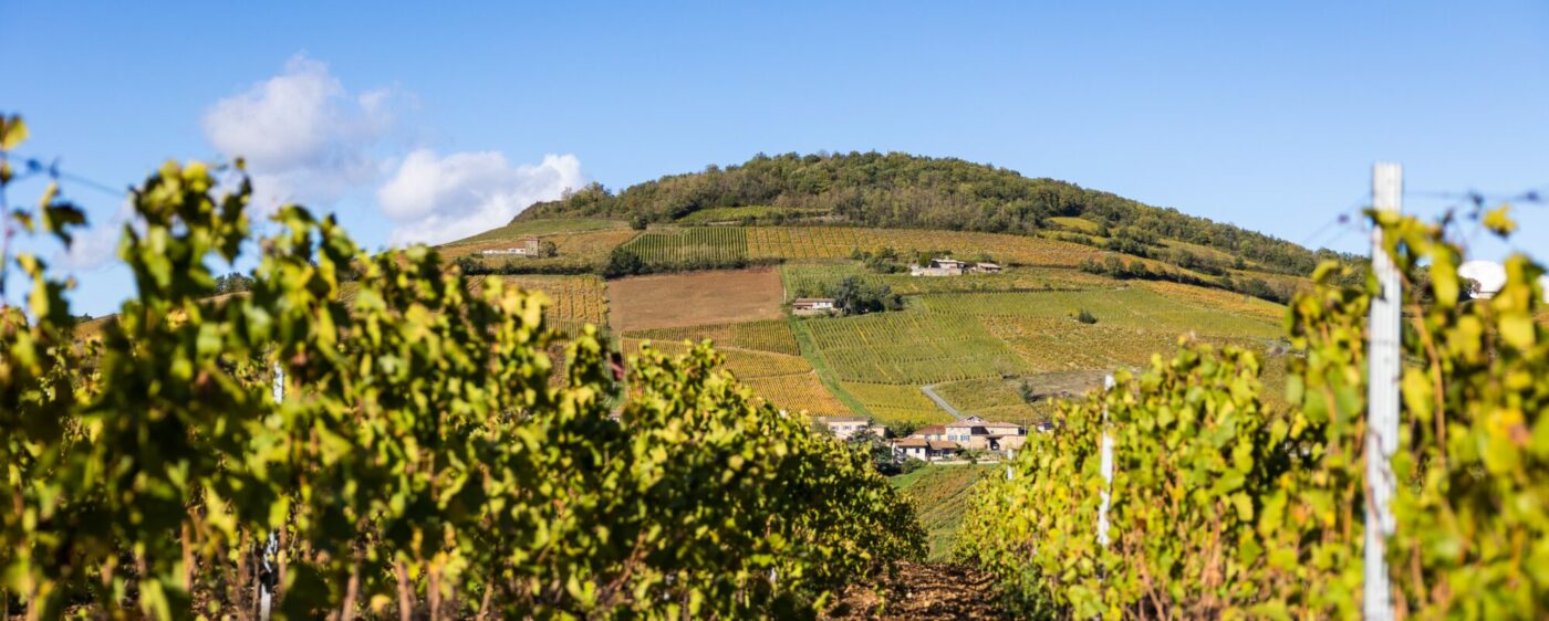 Le Mont Brouilly et son vignoble