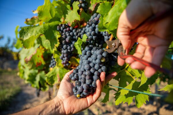 gamay vins du beaujolais