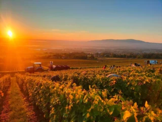 {VENDANGES}
🏰 Château de Lachassagne
📍Lachassagne
Sous le soleil du Beaujolais, les vendanges ont battu leur plein pendant 1 mois au Château de Lachassagne.
Ici, les vignes s’étendent à perte de vue au fil du Clos et du chaînon de Villefranche, offrant une vue imprenable sur le paysage de la plaine de la Saône et des monts environnants.
Un moment fort de l’année, où nature, hommes et histoire s’unissent pour écrire un nouveau millésime !
#chateauxenbeaujolais #chateau #châteaudelachassagne #carnetderoute #beaujolais #vin #vigne #oenotoursime #visite #patrimoine #histoire #degustation #routedeschateaux #excellence
--
{HARVEST}
🏰 Château de Lachassagne
📍Lachassagne
Under the Beaujolais sun, the harvest was in full swing for a month at Château de Lachassagne.
Here, the vines extend as far as the eye can see along the Clos and the Villefranche range, offering a breathtaking view of the landscape of the Saône plain and the surrounding mountains.
A highlight of the year, where nature, men and history come together to write a new vintage!
#chateauxenbeaujolais #chateau #châteaudelachassagne #routebook #beaujolais #wine #vine #oenotoursime #visit #heritage #history #tasting #routedeschateaux #excellence